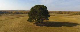 Национальный конкурс «Российское дерево года 2023».